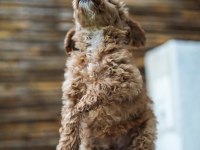 Safkan toy poodle