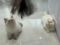 Maviş Himalayan Kızımız Bella