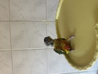 El Besleme Konur Papağanı