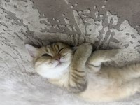 9 aylık Mikroçipli British Shorthair Gold dişi