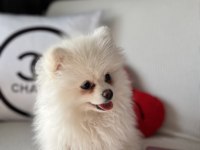 Pomeranian köpek 4AYLIK