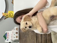 3 aylık akıllı golden retriever yavru