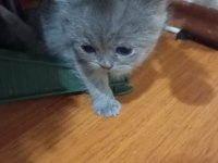 YAVRU BRİTİSH SHORTHAİR KEDİLER