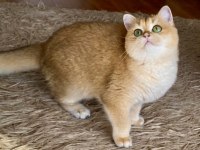 Şecereli British Shorthair Yetişkin Dişi