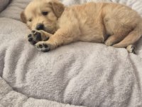 20 Mart Doğumlu Golden Retriever Çiş Eğitimi Var