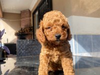 POODLE YAVRU