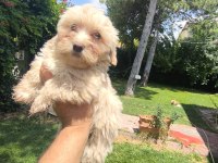 MALTİPOO YAVRULARI