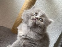 British longhair - British shorthair