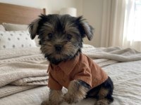 Teacup yorkshire terrier yavrular