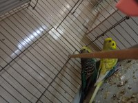 Muhabbet kuşu takımlar
