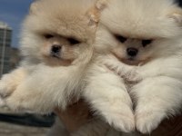 Show kalite pomeranian boo yavrularımız