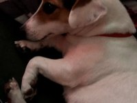 Dünyalar tatlısı jack russell kızımıza acil yuva