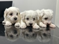 Sıfır Numara Maltese Bebekler