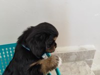 Pekinez yavruları
