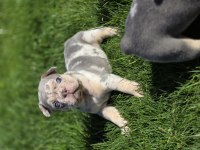 Renkli Gözlü Ev Ortamında Bakılan French Bulldog Yavrularım