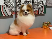 Pomeranian boo