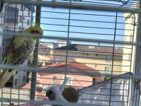 Sultan papağanı albino takım sancaktepe