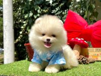 Erkek dişi pomeranian yavrular