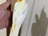 49 Günlük Lutino Bebek Sultan Papağanı