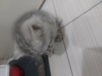 British shorthair 50 günlük