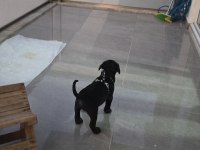 55 Günlük Çipli kimlikli ERKEK CANE CORSO YAVRU