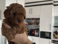 TOY POODLE KORE KAN