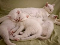 BEYAZ TÜYLÜ MAVİ GÖZLÜ british shorthair