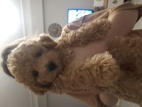 İzmir karabağlarda dişi poodle iki buçuk aylık