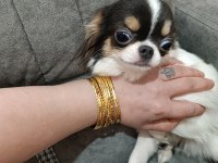 Erkek Yavru Chihuahua