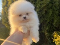 Kar beyaz pomeranian dişi