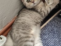 British shorthair yavru 4 aylık