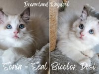 1.SINIF KALİTE ŞECERELİ BEBEKLER YENİ YUVALARINI ARIYOR KEDİ