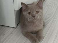 Lilac british shorthair erkek yavru