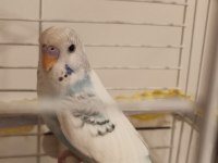 Ele Alışkın Bebek Muhabbet Kuşu Evinize Maskot
