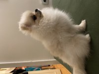 6 Aylık Dişi Pomeranian Boo