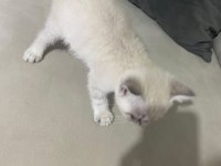 British shorthair blue point