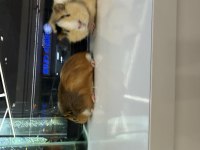 GİNEPİG YAVRULARI CİTYPETSHOP