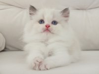 Full şecereli ragdoll yavruları