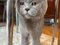 2 aylık ayı surat British Shorthair