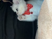 Orjinal british shorthair yavrumuz