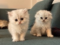 British Longhair Ve Scotish Longhair Yavrular Beyaz