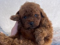 Toy Poodle Safkan Yavrular