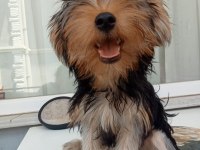 Çok akıllı yorkshire terrier çocuklarım