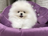 Yurtdışı pasaportlu Pomeranian yavrular