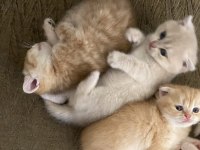 Çok tatlı 2 adet scottish fold 1 adet british kediler