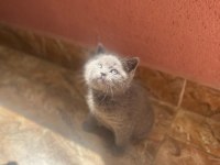 British shorthair 1 dişi ve 1 erkek
