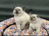Türkiyenin en güzel british shorthair bebekleri