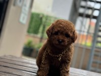 Kore Kan Poodle Bebekler