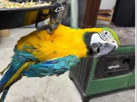 FULL EVCİL KONUŞAN SARI LACİVERT MACAW PAPAĞANIMIZ