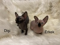 Sphynx Sfenks dişi erkek